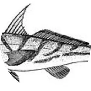 Menticirrhus saxatilis