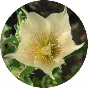 Mentzelia involucrata