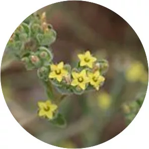 Mentzelia micrantha