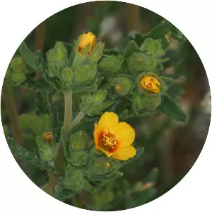 Mentzelia veatchiana - Plants