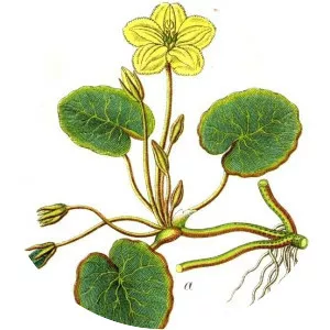 Menyanthaceae - Plants