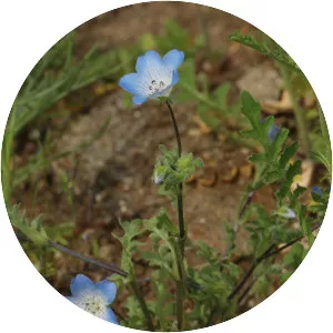 Menzies' baby blue eyes - Plants