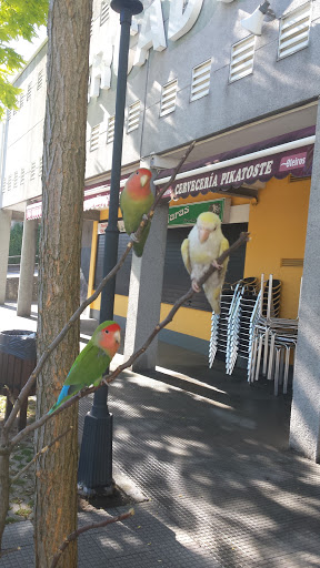 Mercado Municipal de Perillo - Market in Spain