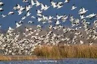 Merced National Wildlife Refuge