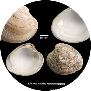 Mercenaria