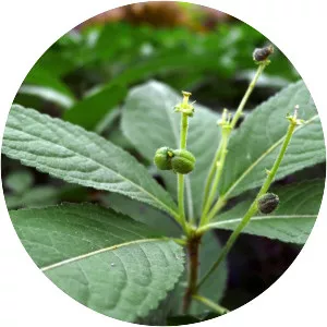 Mercurialis perennis