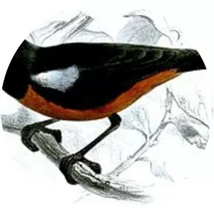 Mérida flowerpiercer - Bird