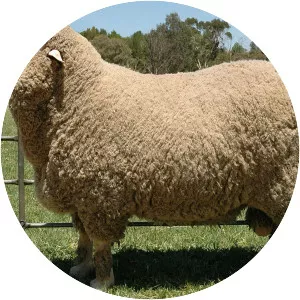 Merino