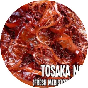 Meristotheca papulosa