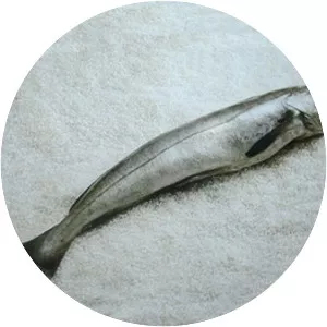 Merluccius australis - 