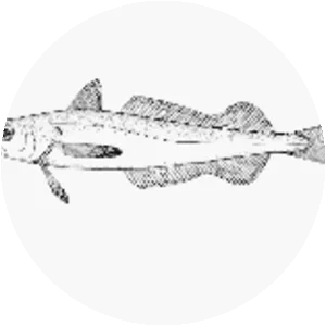 Merluccius senegalensis - 