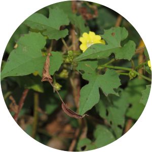 Merremia hederacea