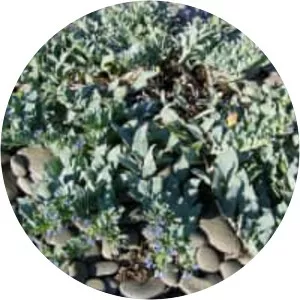 Mertensia maritima