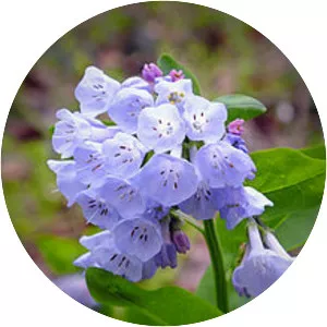 Mertensia