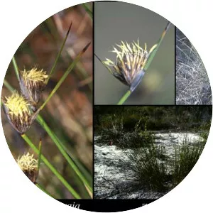 Mesomelaena pseudostygia - 