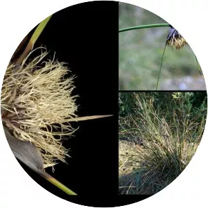 Mesomelaena tetragona - 