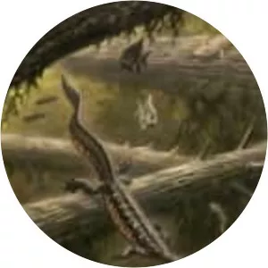 Mesosaurus - 