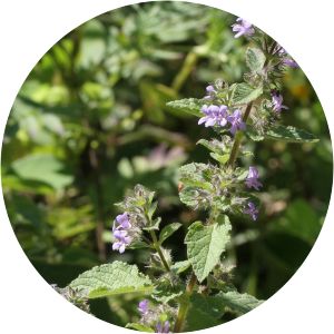 Mesosphaerum suaveolens