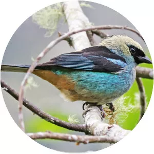 Metallic-green tanager