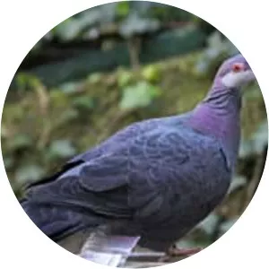 Metallic pigeon