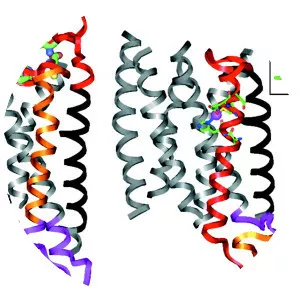 Metalloprotein - 