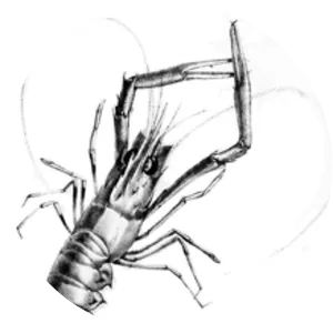 Metanephrops challengeri - Animal