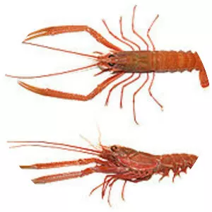 Metanephrops japonicus