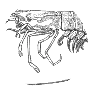 Metapenaeus monoceros