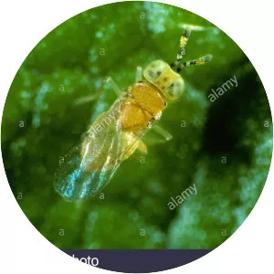 Metaphycus helvolus - 