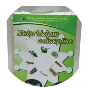 Metarhizium anisopliae