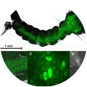 Metarhizium brunneum