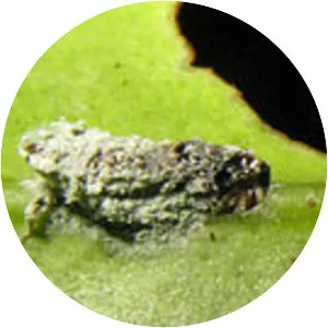 Metarhizium flavoviride