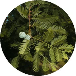 Metasequoia glyptostroboides - Plants