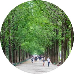 Metasequoia-lined Road Damyang-gun