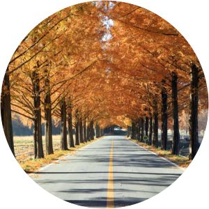 Metasequoia-lined Road