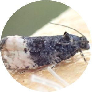 Metendothenia atropunctana - 