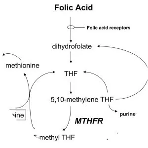 Methylenetetrahydrofolate reductase - 