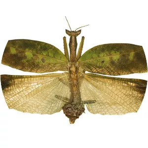 Metilia brunnerii
