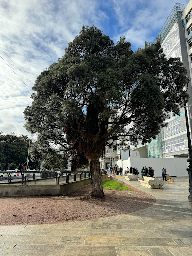 Metrosidero Nuevo Milenio - Tourist attraction in A Coruna, Spain