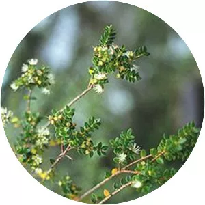 Metrosideros stipularis - 