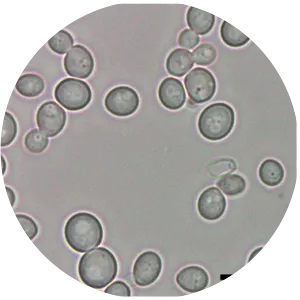 Metschnikowia pulcherrima - 