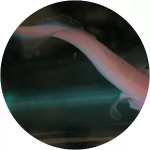 Mexican blind brotula