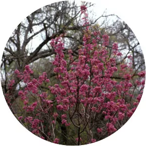 Mexican buckeye - Plants