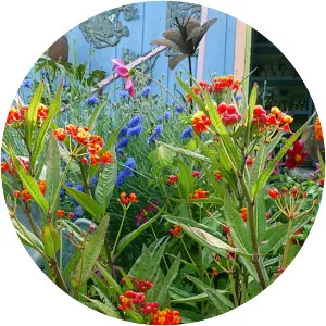 Mexican Butterfly Weed