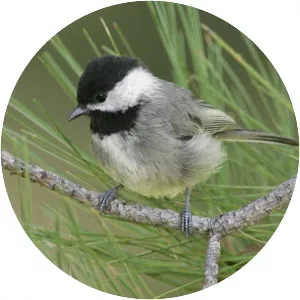 Mexican chickadee