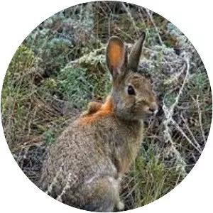Mexican cottontail - Animal