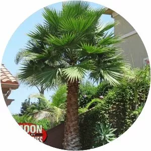 Mexican fan palm - Plants