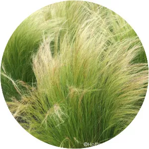 Mexican feathergrass