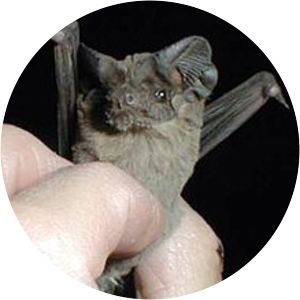 Mexican free-tailed bat - Animal