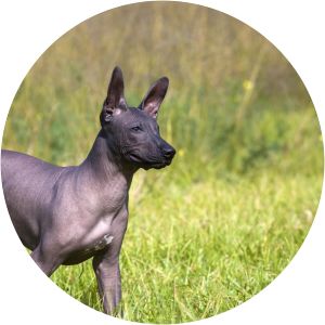 Mexican hairless dog